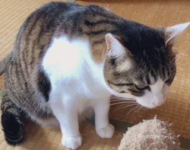 《幫主人理毛的貓咪》看到主人滿是毛球的襪子,貓牠竟然伸出舌頭舔了起來...ww