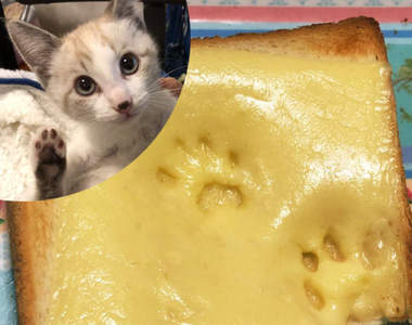 網友拍下《貓肉球犯罪證據》腳印已經留在吐司上兇手就是你啦(指)