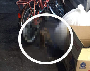 深夜目擊《鼠輩的打架衝突》兩隻老鼠疑似互看不爽在路邊上演全武行ww