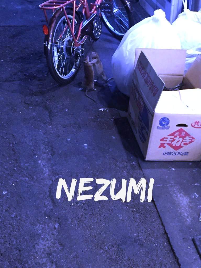 圖片8 深夜目擊《鼠輩的打架衝突》兩隻老鼠疑似互看不爽在路邊上演全武行ww | 宅宅新聞