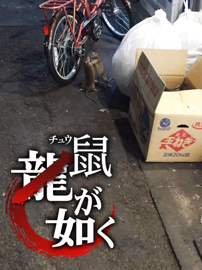 圖片7 深夜目擊《鼠輩的打架衝突》兩隻老鼠疑似互看不爽在路邊上演全武行ww | 宅宅新聞
