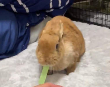 【有片】《兔兔的便利貼搶奪戰》閃避動作超敏捷，說什麼都不讓你搶走我的便利貼...