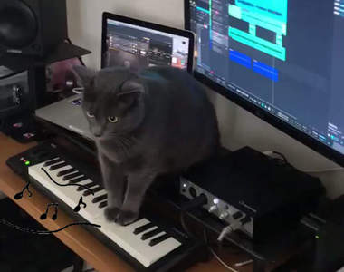 【音量注意】《貓的恐怖音樂大師》已經不是礙事與否的問題，而是真的很恐怖啊...