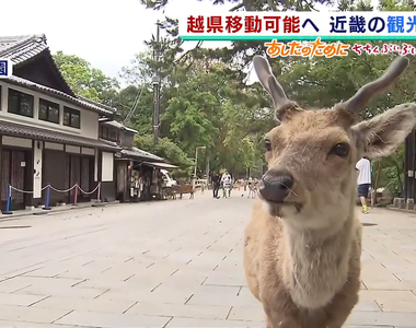 《鹿比人多的奈良》商家與鹿都期待觀光客回流 再忍一下就有鹿仙貝可吃了