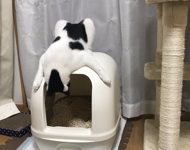 《貓的怪癖》便便完不忘爬上貓砂盆偷看自己便便，超怪姿勢笑翻所有路過推民ww