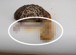 【閱覽注意】《解體海參驚見不明生物》甩出如觸手般的生物,真相比畫面不可怕多了... 【閱覽注意】《解體海參驚見不明生物》甩出如觸手般的生物,真相比畫面不可怕多了...