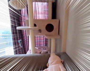 【有片】《小貓遇到吸塵器的反應》"貓生"第一次看到這什麼可怕的東西( Φ ω Φ )