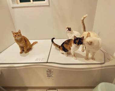 一鍵捕獲所有貓《貓的浴場》家中貓咪全員浴室大集合只為了這個......