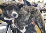 這是熊吧ww《3個月大的秋田犬》毫無幼犬感的大尺寸,臉埋進去磨蹭一定很幸福❤ 這是熊吧ww《3個月大的秋田犬》毫無幼犬感的大尺寸,臉埋進去磨蹭一定很幸福❤