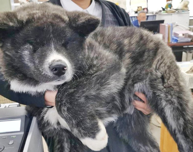 這是熊吧ww《3個月大的秋田犬》毫無幼犬感的大尺寸,臉埋進去磨蹭一定很幸福❤