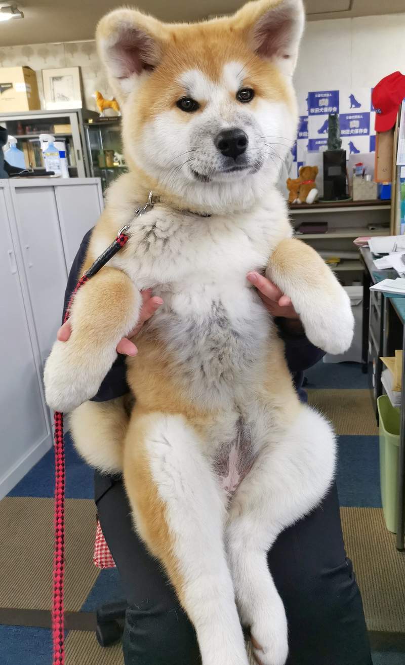 這是熊吧ww《3個月大的秋田犬》毫無幼犬感的大尺寸，臉埋進去磨蹭一定很幸福❤ | 宅宅新聞