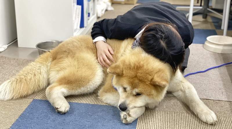 圖片10 這是熊吧ww《3個月大的秋田犬》毫無幼犬感的大尺寸,臉埋進去磨蹭一定很幸福❤ | 宅宅新聞