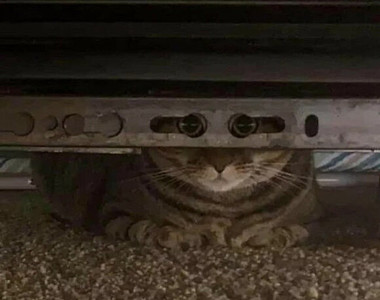 你看不到我《動物隱匿高手》那些喜歡躲貓貓的毛孩們