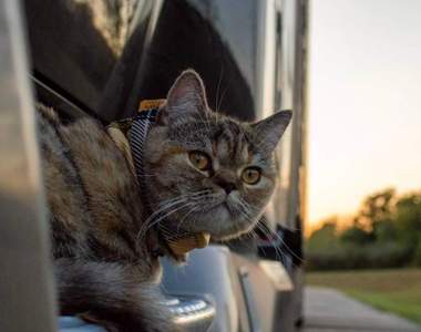隨時甜蜜陪伴的《公路旅行貓》貨車司機與愛貓一起橫跨美國