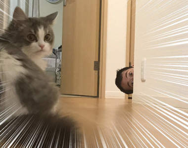 《被老公騷擾的貓》愛捉弄喜歡的女生心理用在貓身上，貓咪覺得超困擾ww