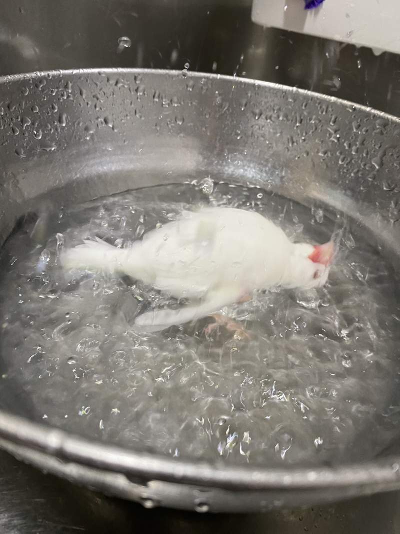 圖片4 《讓人誤會的文鳥構圖》彷彿躺在沸騰熱水中的小文鳥,真相原來是這麼一回事ww | 宅宅新聞