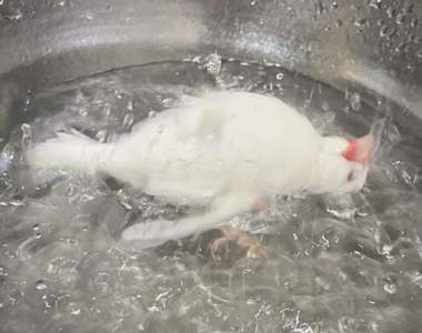 《讓人誤會的文鳥構圖》彷彿躺在沸騰熱水中的小文鳥,真相原來是這麼一回事ww