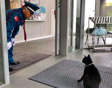 《阻擋貓進美術館的警衛》原來貓每次的試圖侵入都是同一位警衛的值班期間！？