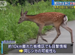 《東京荒川抓鹿大作戰》媒體大陣仗鄉民看熱鬧 一頭鹿搞得警察疲於奔命還是抓不到 《東京荒川抓鹿大作戰》媒體大陣仗鄉民看熱鬧 一頭鹿搞得警察疲於奔命還是抓不到