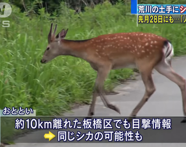 《東京荒川抓鹿大作戰》媒體大陣仗鄉民看熱鬧 一頭鹿搞得警察疲於奔命還是抓不到