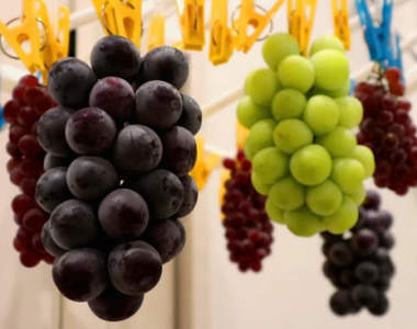 超天才《在家採葡萄》雨天想去果園?你知道衣架會長出水果嗎XD