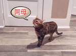【有片】《喊出阿母叫聲的貓咪》奇怪!?貓不是MeowMeow叫的嗎? 【有片】《喊出阿母叫聲的貓咪》奇怪!?貓不是MeowMeow叫的嗎?