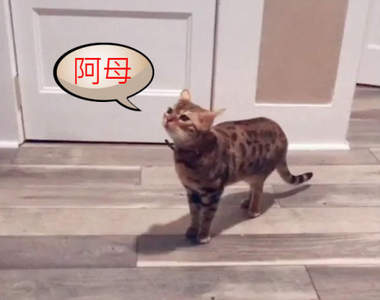 【有片】《喊出阿母叫聲的貓咪》奇怪！？貓不是MeowMeow叫的嗎？