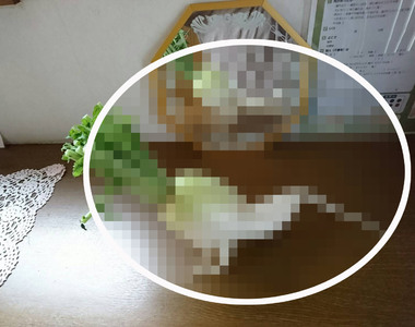 《伏地挺身的大根》全民瘋健身的時代，連蔬菜也加入運動的行列...ww