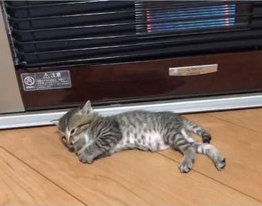 《小貓的成長紀錄》結果證實：出生4週的幼貓已能正確掌握暖爐前的最佳位置ww