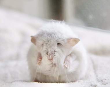 推特瘋傳《倉鼠老了的樣子》有如老爺爺一般的垂皺容貌,結果真相竟然是這樣...ww