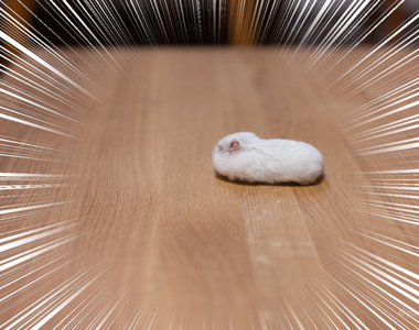 新物種!?《毛呼呼的白色生物》無手無腳的奇形物種,真相只是奇蹟的一瞬間!?