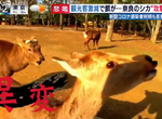 《觀光客消失的京都與奈良》武漢肺炎疫情讓知名景點空蕩蕩 鹿群搶食仙貝狂暴化 《觀光客消失的京都與奈良》武漢肺炎疫情讓知名景點空蕩蕩 鹿群搶食仙貝狂暴化