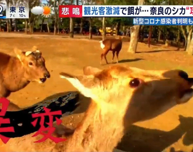 《觀光客消失的京都與奈良》武漢肺炎疫情讓知名景點空蕩蕩 鹿群搶食仙貝狂暴化