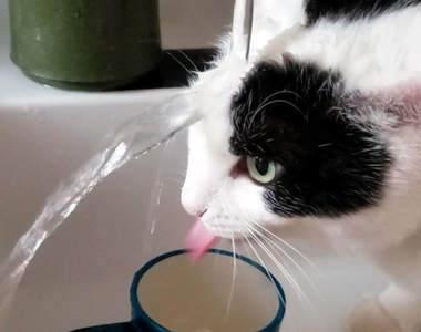 《貓咪喝水的爆笑一瞬間》有如瀑布下修行的水柱灌頂,貓還是堅持從杯子裡喝ww