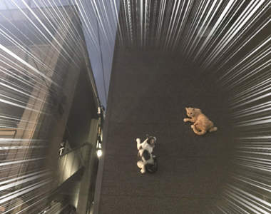 無P圖《飛簷走壁忍者貓》住宅區裡驚見攀爬外牆的貓咪，驚險景象引發推特瘋傳...