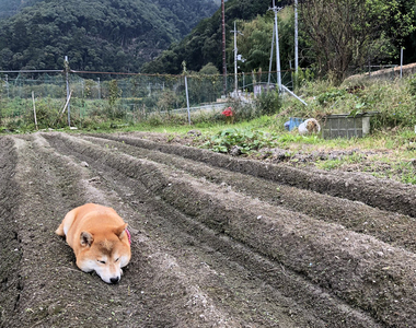 《田裡種出一隻柴犬》渾圓飽滿的柴柴,提醒你收成柴犬的季節又到來(誤)