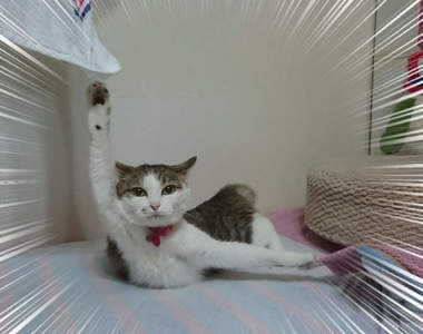 《貓的絕望一瞬間》擺出有如指揮交通的舉手姿勢，結果真相竟然是這樣wwww