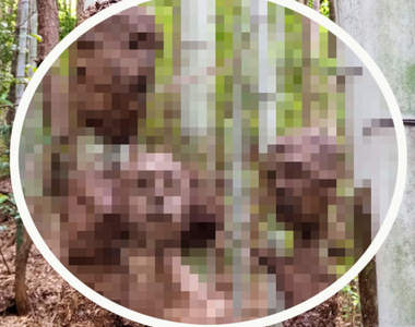 深山樹林驚見《恐怖人臉》一張張與竹子共生的人臉，詭異氛圍完全不想靠近...