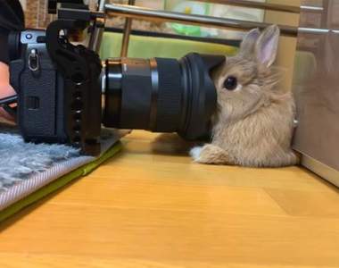 《寵物太習慣被拍的結果》面對一步步貼近的鏡頭，兔子牠竟然完全沒反應...ww