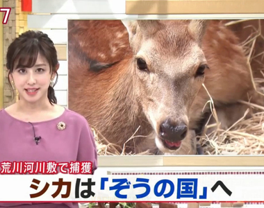 《東京迷鹿的下場》民眾強烈要求不要安樂死 保住一命入住市原大象國