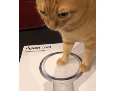 《貓的無葉風扇用法》從開箱就飽受騷擾的電扇，才開始使用就得到這樣的下場ww