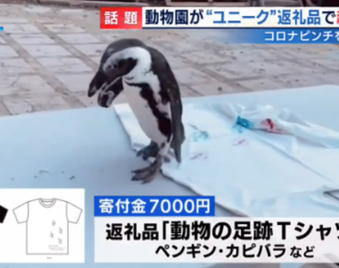 《北海道動物園募資》肺炎疫情沒收入經營苦 動物製作創意回禮成功募得3000萬
