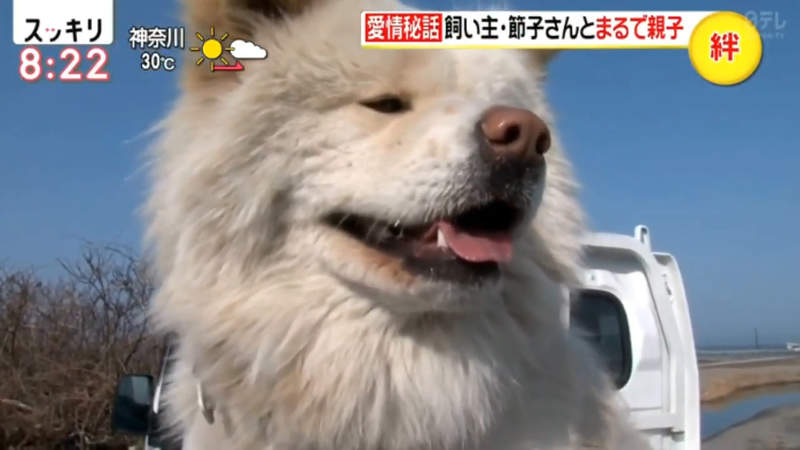 醜得可愛的秋田犬wasao 從棄犬一躍成為青森狗明星13歲高齡去世盼與老飼主團圓