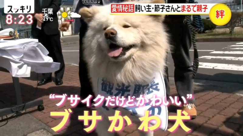 醜得可愛的秋田犬wasao 從棄犬一躍成為青森狗明星13歲高齡去世盼與老飼主團圓