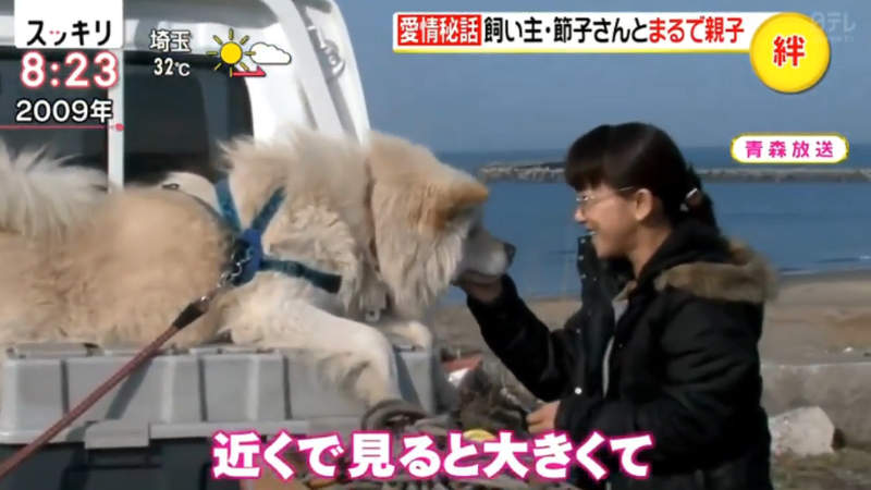 醜得可愛的秋田犬wasao 從棄犬一躍成為青森狗明星13歲高齡去世盼與老飼主團圓