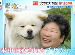 《醜得可愛的秋田犬Wasao》從棄犬一躍成為青森狗明星 13歲高齡去世盼與老飼主團圓 《醜得可愛的秋田犬Wasao》從棄犬一躍成為青森狗明星 13歲高齡去世盼與老飼主團圓