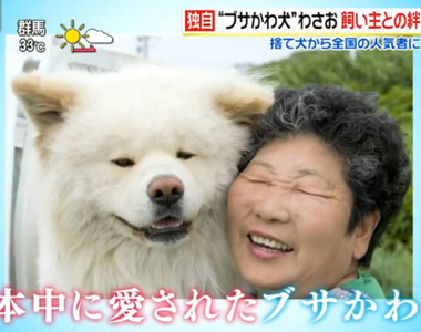《醜得可愛的秋田犬Wasao》從棄犬一躍成為青森狗明星 13歲高齡去世盼與老飼主團圓