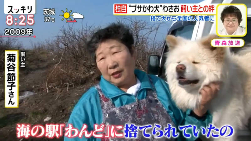 醜得可愛的秋田犬wasao 從棄犬一躍成為青森狗明星13歲高齡去世盼與老飼主團圓