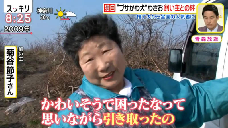 醜得可愛的秋田犬wasao 從棄犬一躍成為青森狗明星13歲高齡去世盼與老飼主團圓 醜得可愛的秋田犬wasao 從棄犬一躍成為青森狗明星13歲高齡去世盼與老飼主團圓
