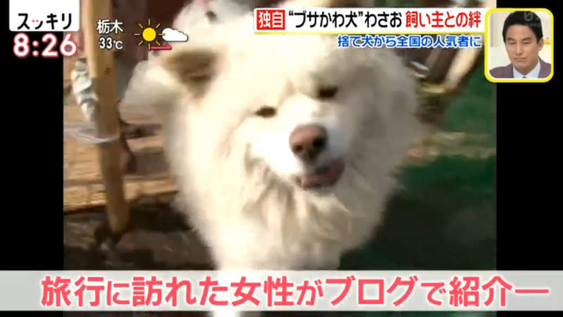 醜得可愛的秋田犬wasao 從棄犬一躍成為青森狗明星13歲高齡去世盼與老飼主團圓